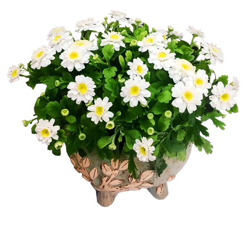 گیاه طبیعی مارگریت مدل B-11