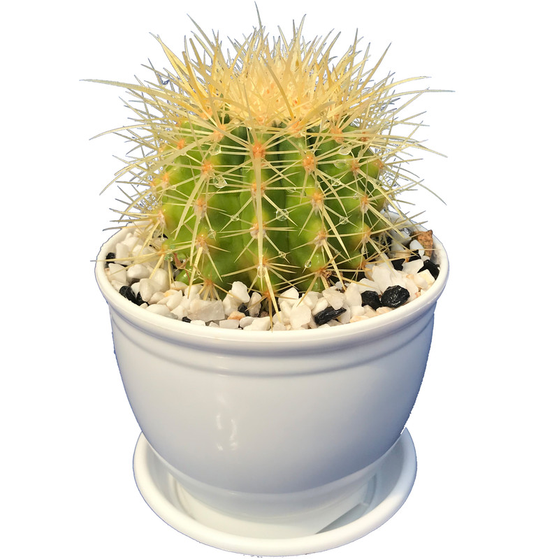 گیاه طبیعی کاکتوس گروزونی مدل HZ-2010