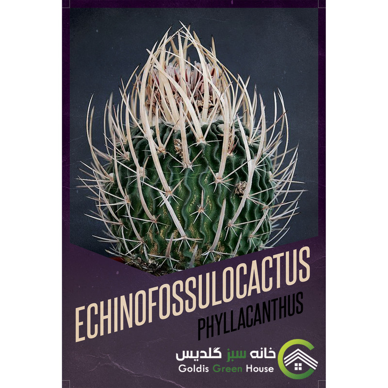بذر اچینوفوسالوکاکتوس فیلاکانتوس خانه سبز گلدیس کد 24
