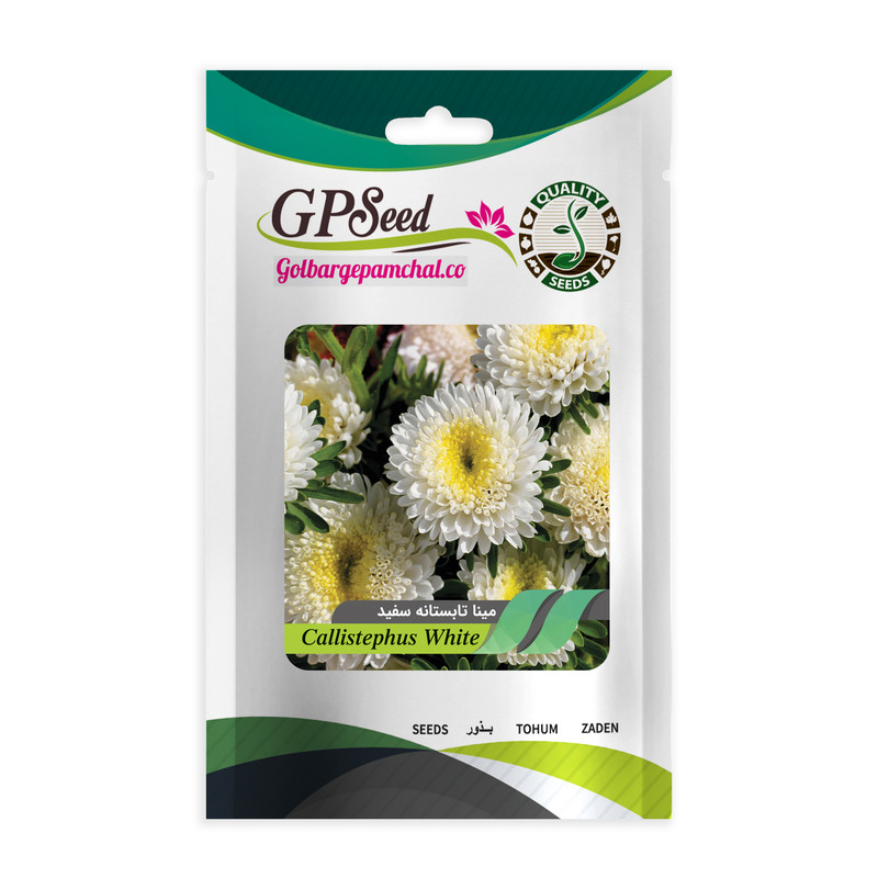 بذر گل مینا تابستانه سفید گلبرگ پامچال کد GPF-270