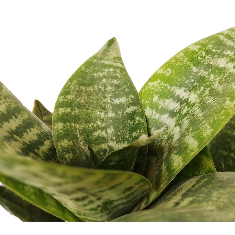 گیاه طبیعی سانسوریا پاکوتاه کد np01