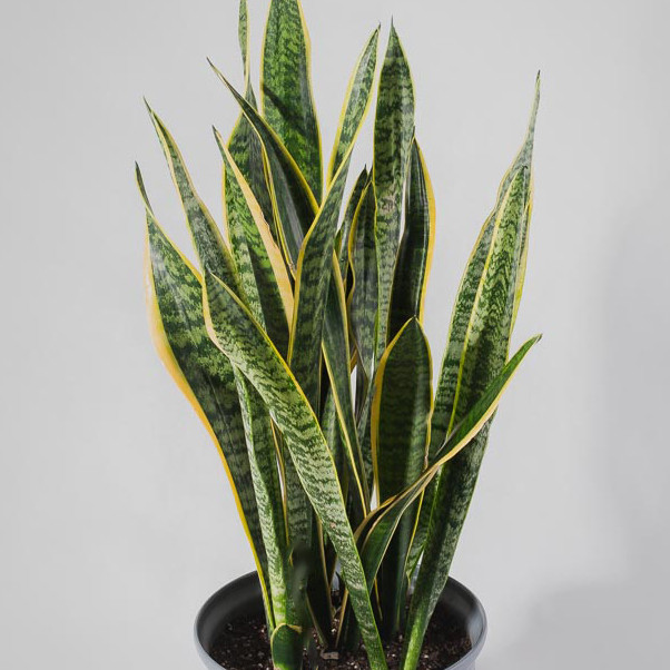 گیاه طبیعی سانسوریا شمشیری مدل B-07