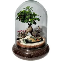 تراریوم بونسای فیکوس رتوزا مدل 01