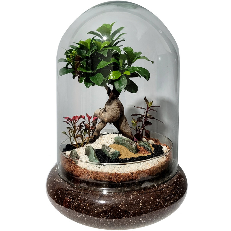 تراریوم بونسای فیکوس رتوزا مدل 01