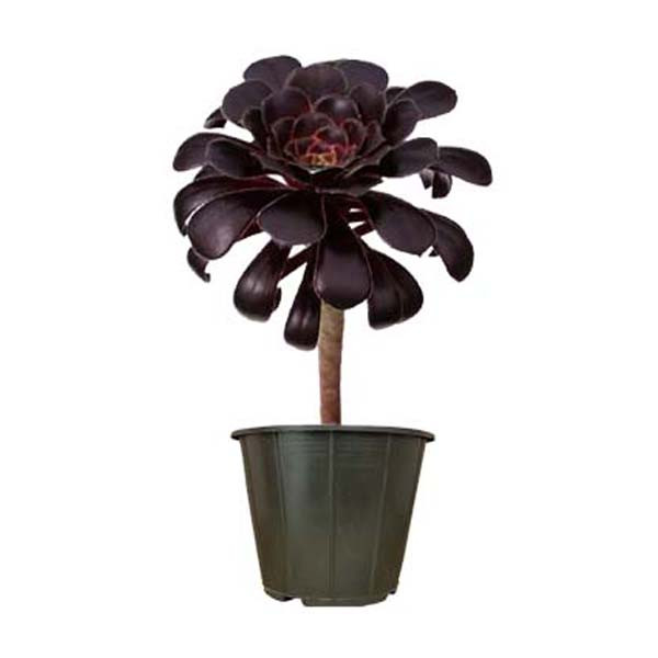 گیاه طبیعی آئونیوم مدل AMS28 گیاه طبیعی آئونیوم مدل AMS28