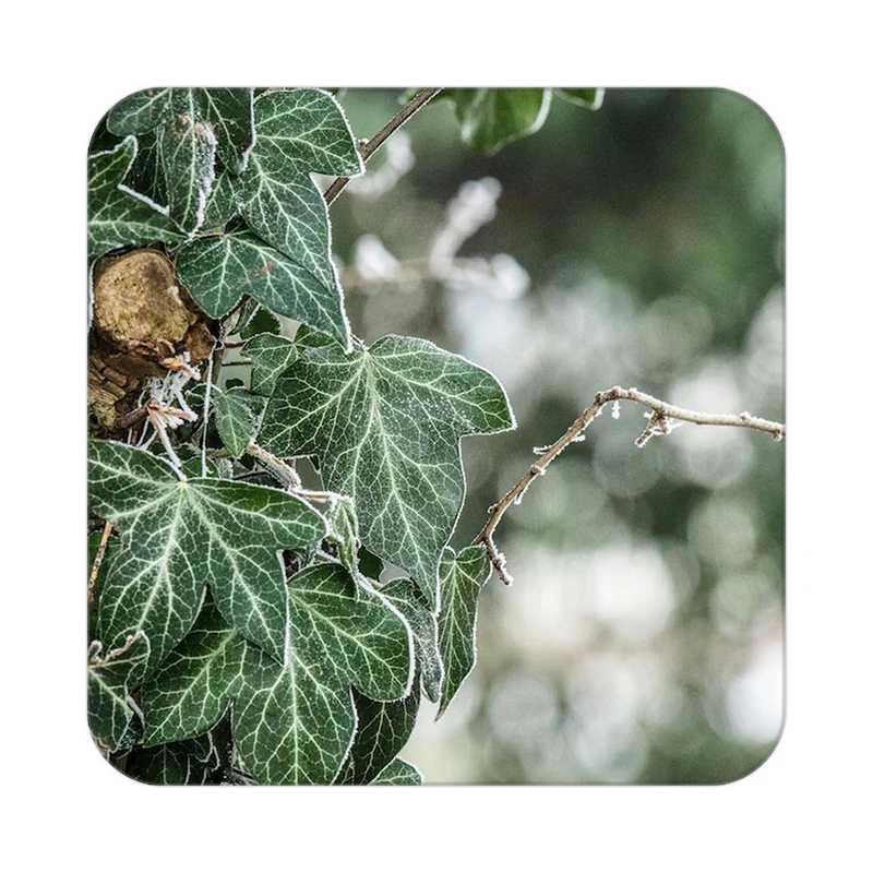 زیر لیوانی کاکتی طرح گل مدل mp18744