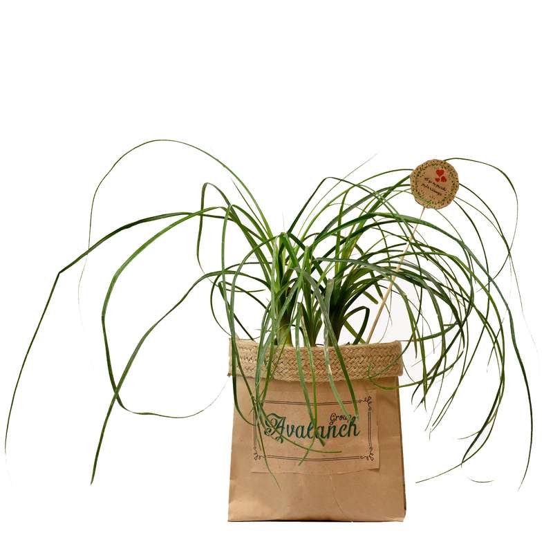 گیاه طبیعی لیندا کد P.A.020 گیاه طبیعی لیندا کد P.A.020