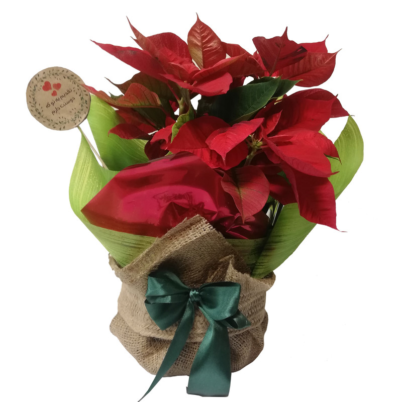 گیاه طبیعی بنت قنسول کد P.A.015