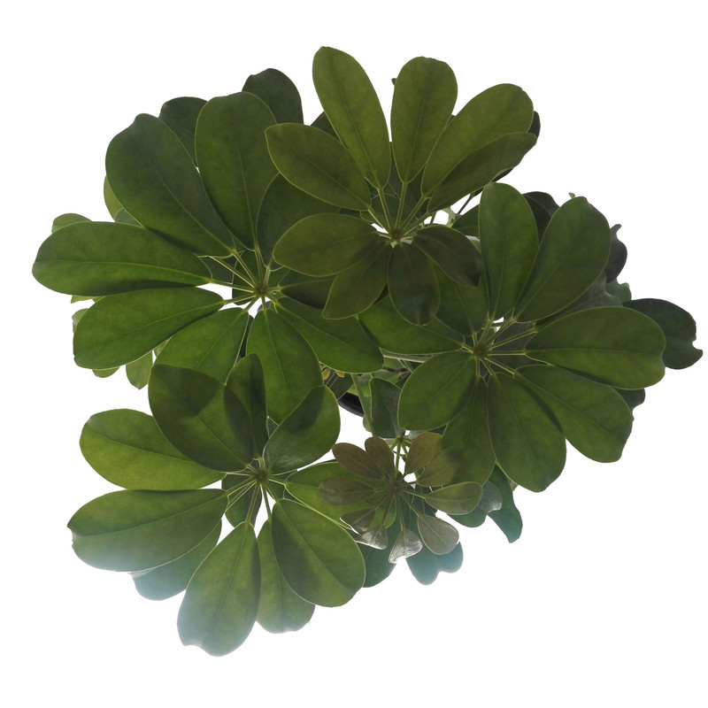 گل طبیعی شفلرا کد 109 گل طبیعی شفلرا کد 109