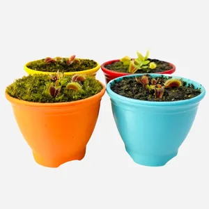 گیاه طبیعی ونوس مدل گوشتخوار مجموعه 4 عددی