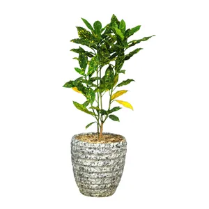 گیاه طبیعی آکوبا قطره طلا کد 22- AS