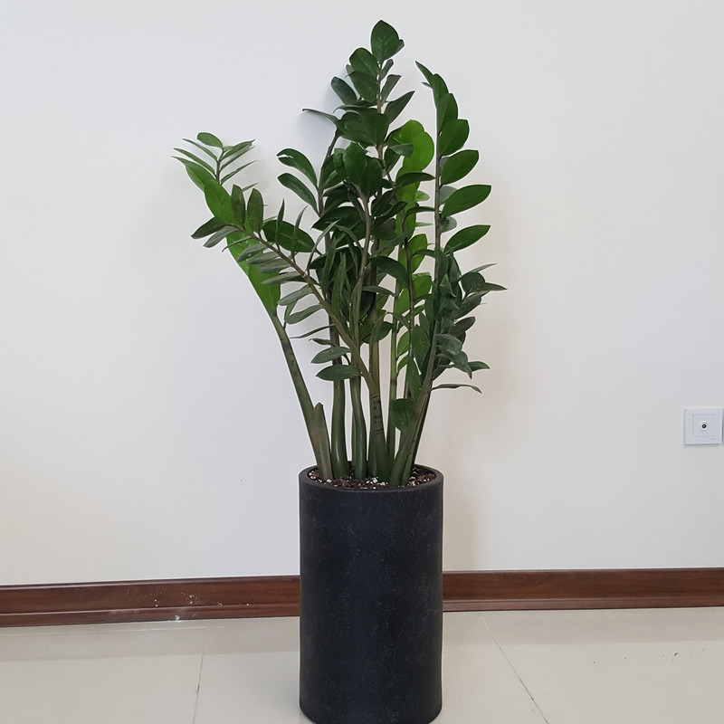 گیاه طبیعی زاموفیلیا مدل کلکسیونی کد 78