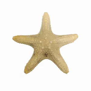 ستاره دریایی تزیینی مدل bs16