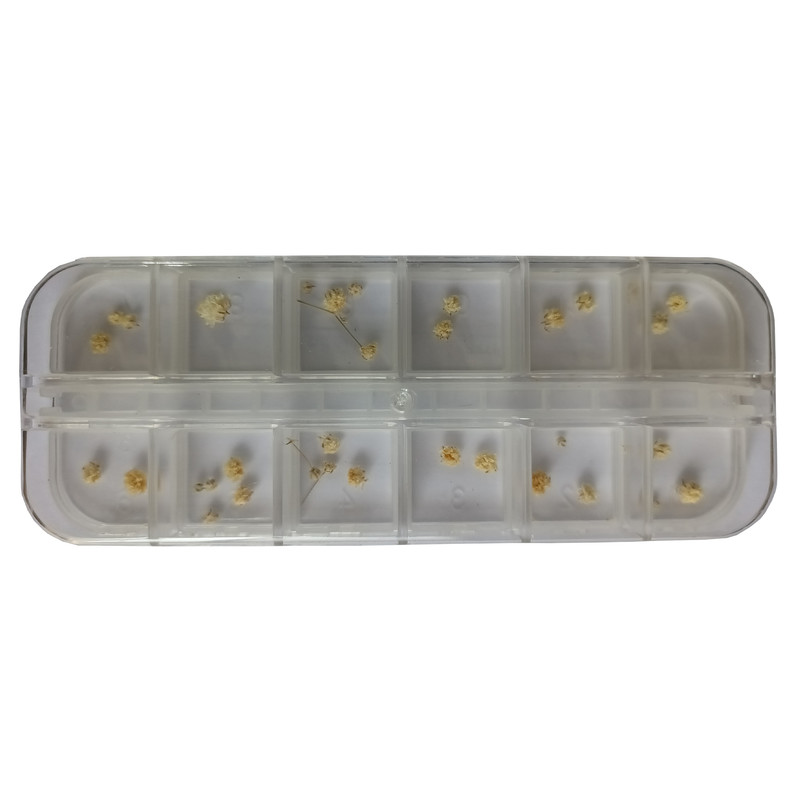 مجموعه تزیین ناخن مدل گل خشک مجموعه 12 عددی