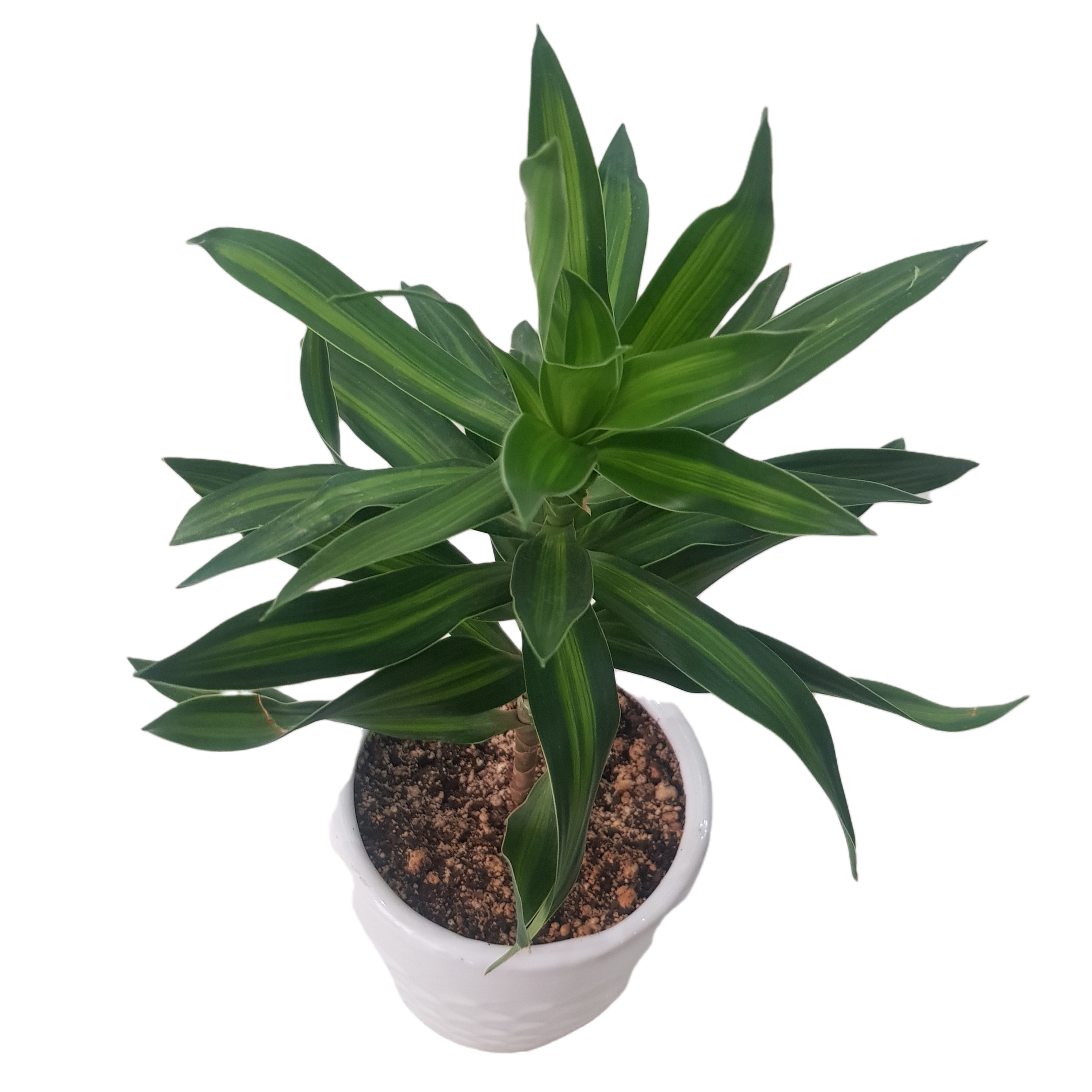 گیاه طبیعی دراسنا پیله موآ مدل 20221 گیاه طبیعی دراسنا پیله موآ مدل 20221