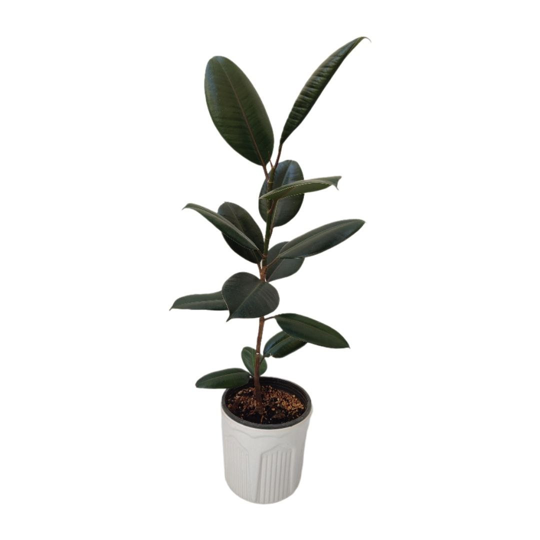 گیاه طبیعی فیکوس بلک مدل 03