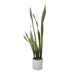 گیاه طبیعی سانسوریا سبز کد 10212/2202