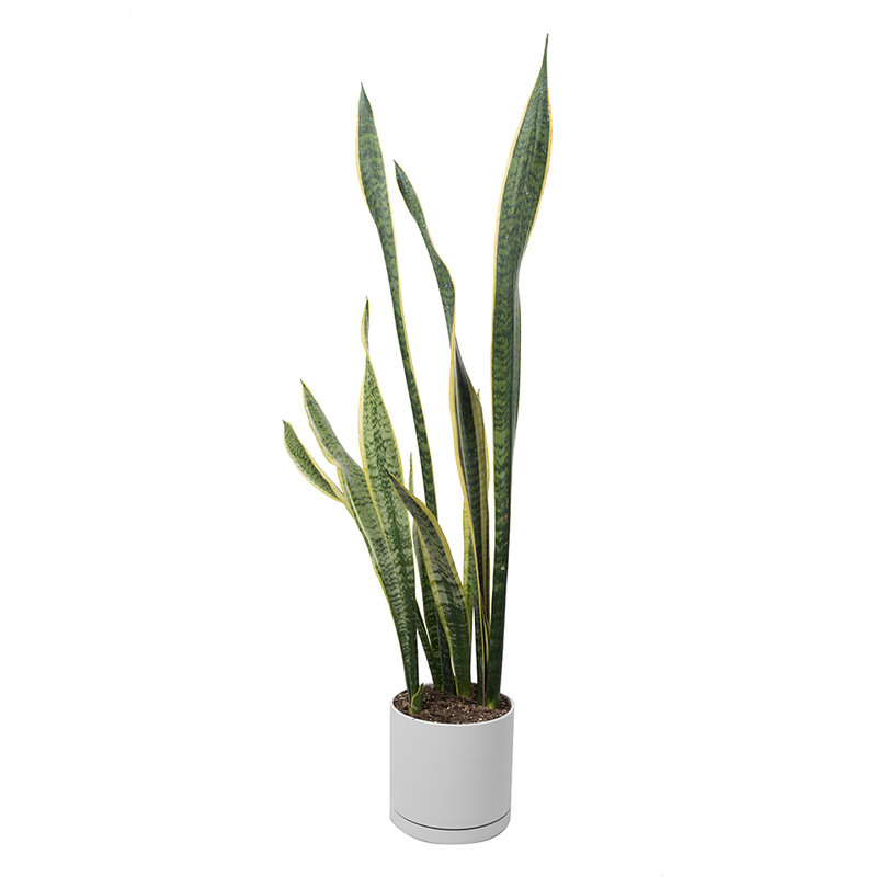 گیاه طبیعی سانسوریا کد 10222/2202 گیاه طبیعی سانسوریا کد 10222/2202