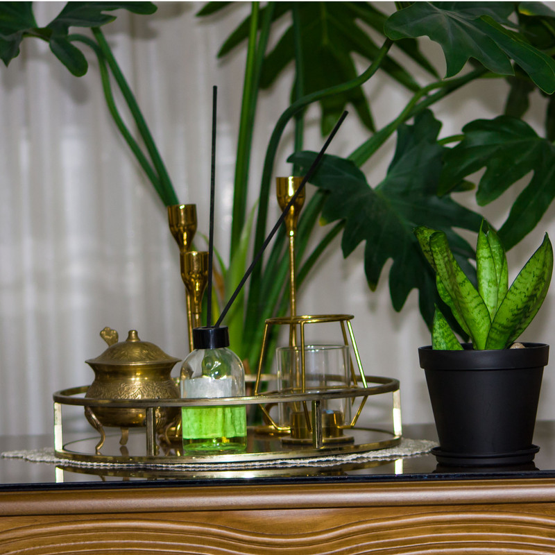 گیاه طبیعی سانسوریا مدل پاکوتاه