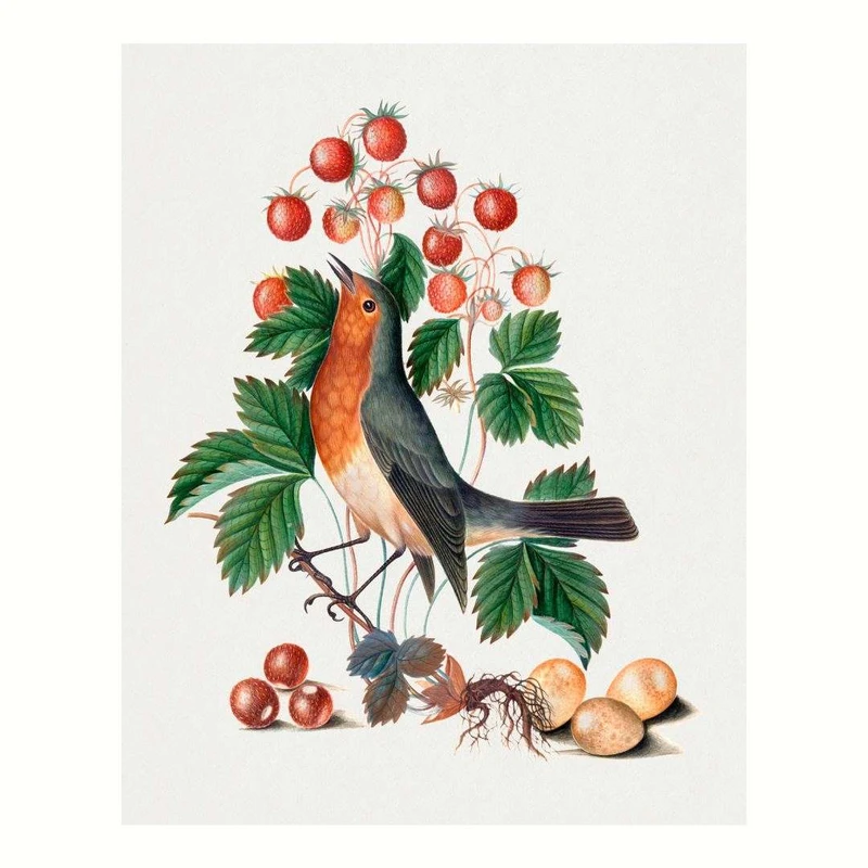 پوستر مدل رابین 