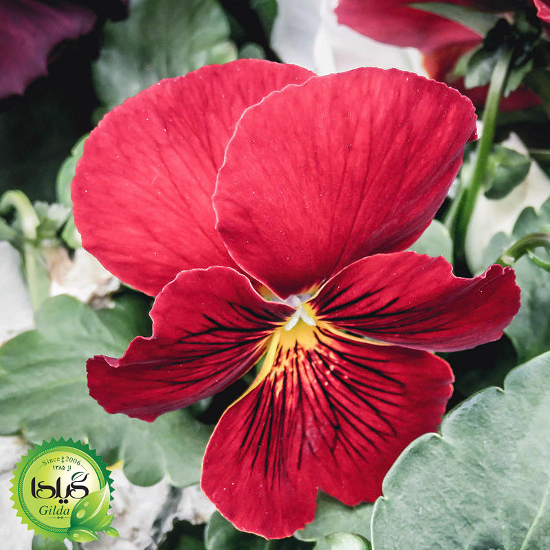 بذر بنفشه قرمز شکلاتی گیلدا کد 849