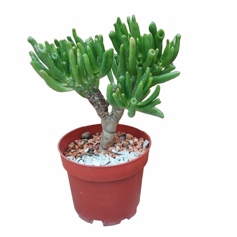 گیاه طبیعی کراسولا گولوم مدل 05