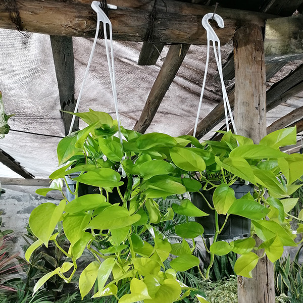 گیاه طبیعی پوتوس مدل 5161892