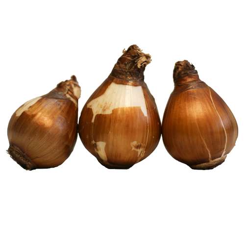 پیاز گل نرگس مدل ممتاز بسته 3 عددی