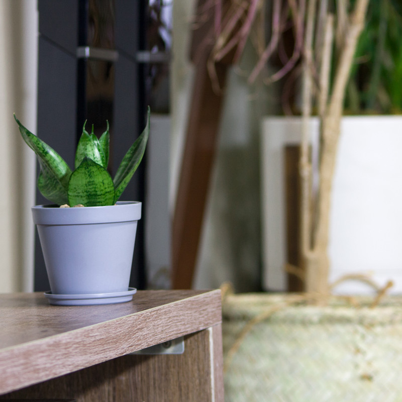 گیاه طبیعی سانسوریا مدل پا کوتاه