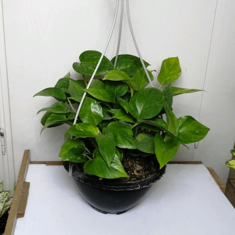 گیاه طبیعی پوتوس کد qq17