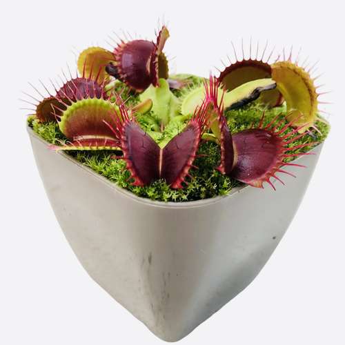 گیاه طبیعی گوشتخوار ونوس مدل Ven01