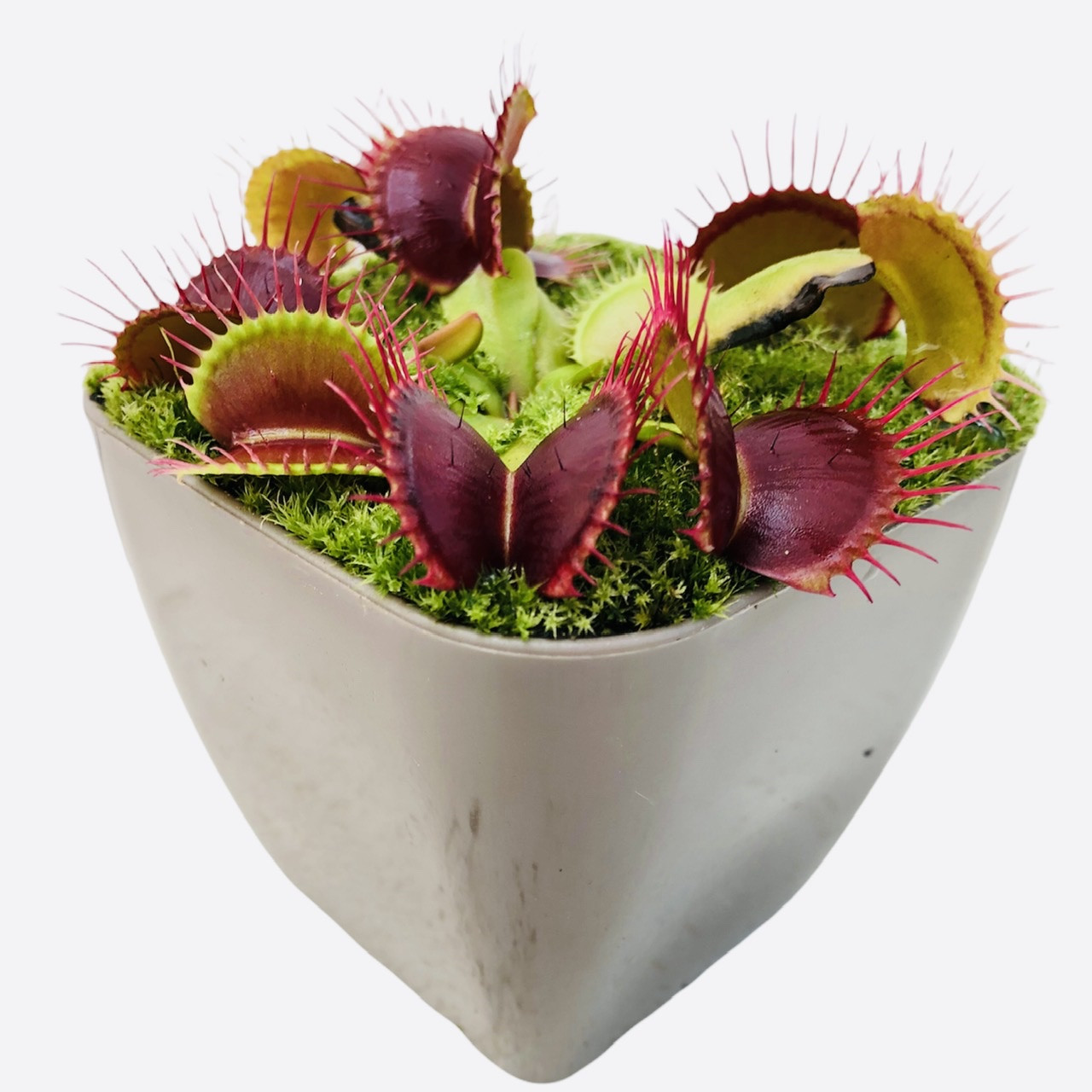 گیاه طبیعی گوشتخوار ونوس مدل Ven01 گیاه طبیعی گوشتخوار ونوس مدل Ven01