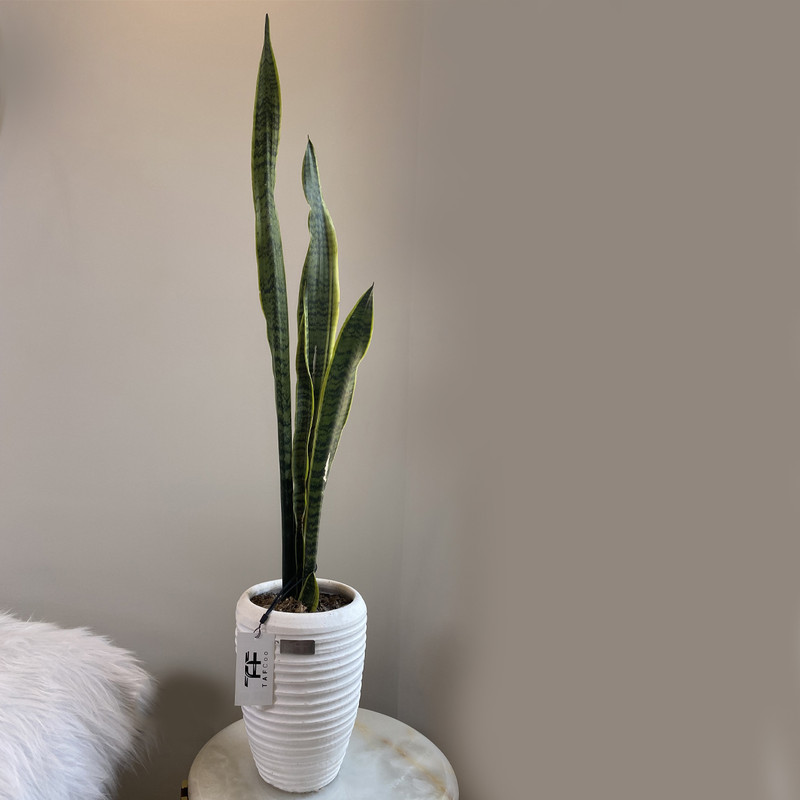 گیاه طبیعی سانسوریا شمشیری ابلق تافکو کد 1002 گیاه طبیعی سانسوریا شمشیری ابلق تافکو کد 1002