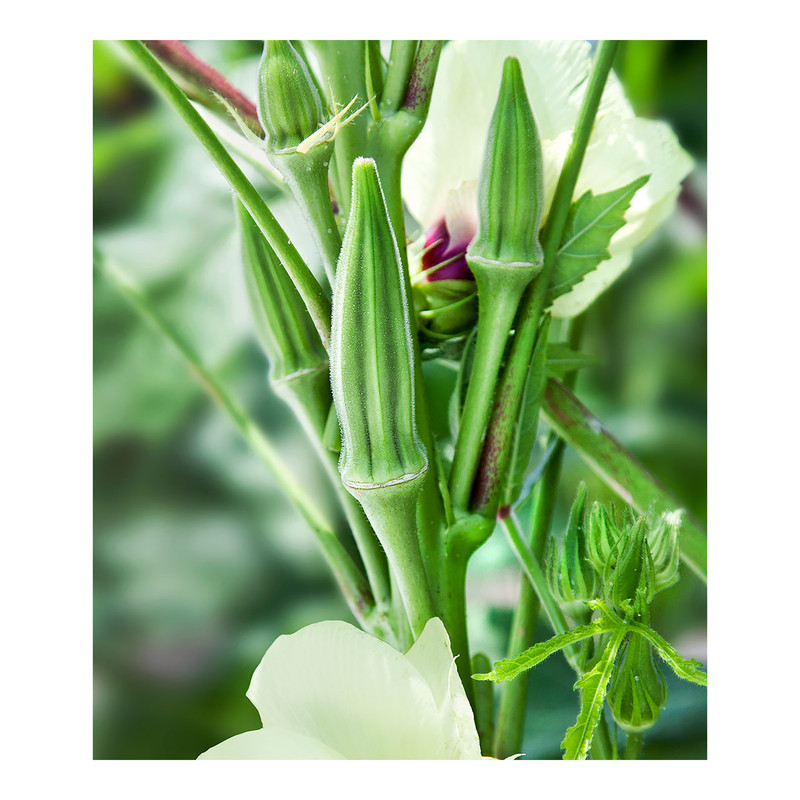 بذر بامیه گرین فارم کد BZT-48 بسته 3 عددی بذر بامیه گرین فارم کد BZT-48 بسته 3 عددی