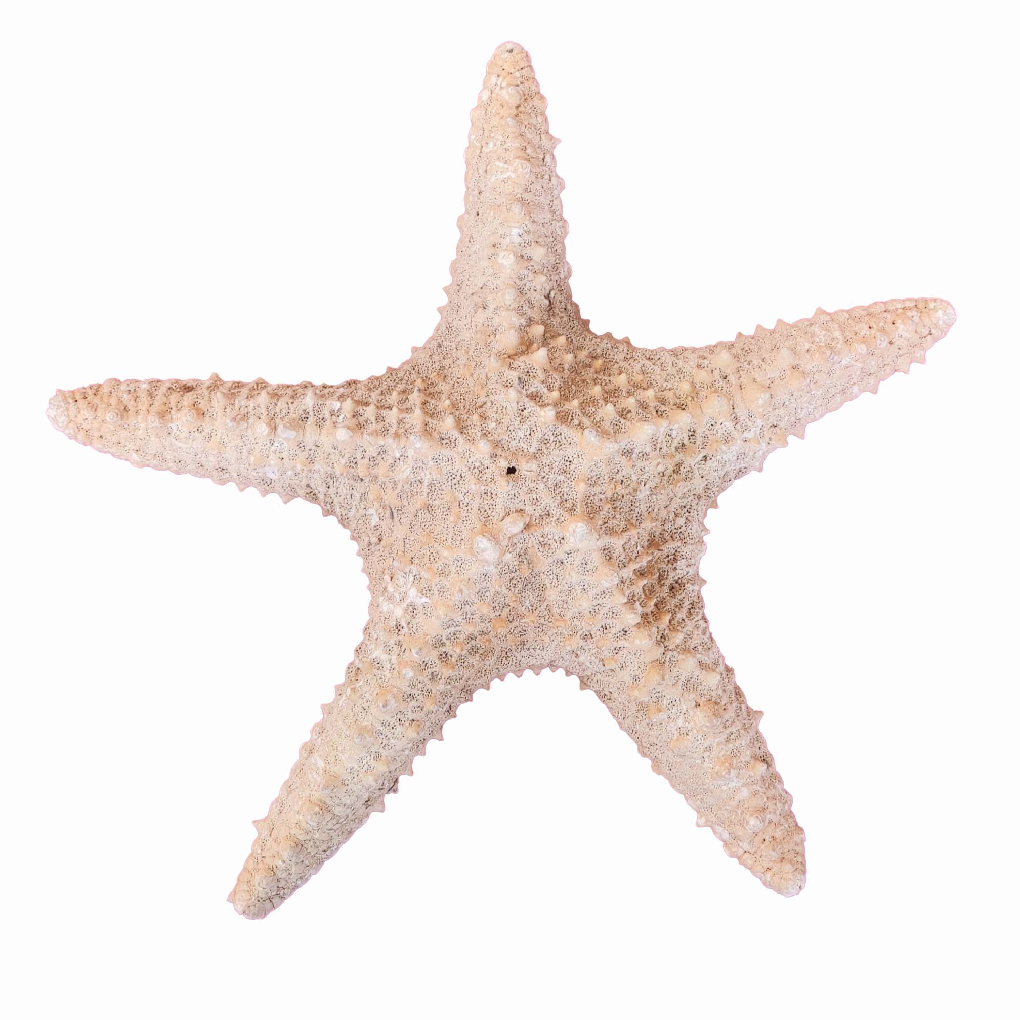 ستاره دریایی تزیینی مدل v18
