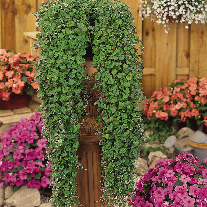 بذر چمن دایکوندرا سانیا سید مدل S107 بذر چمن دایکوندرا سانیا سید مدل S107