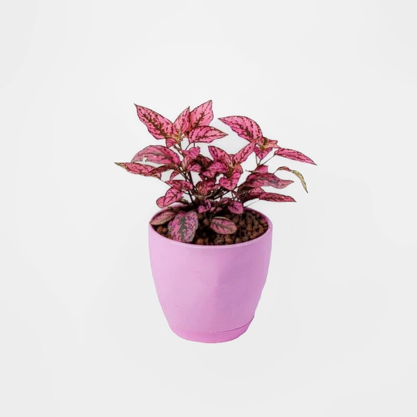 گیاه  طبیعی گل سنگ کد G1