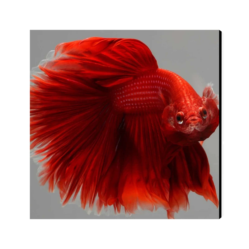 تابلو شاسی عرش مدل فانتزی ماهی کد As2280