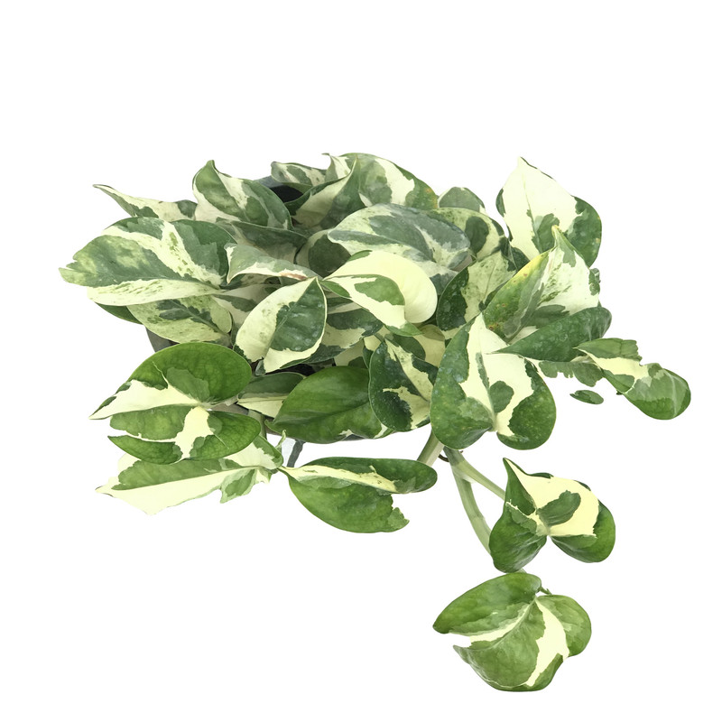 گل طبیعی پتوس ارتشی کد 116