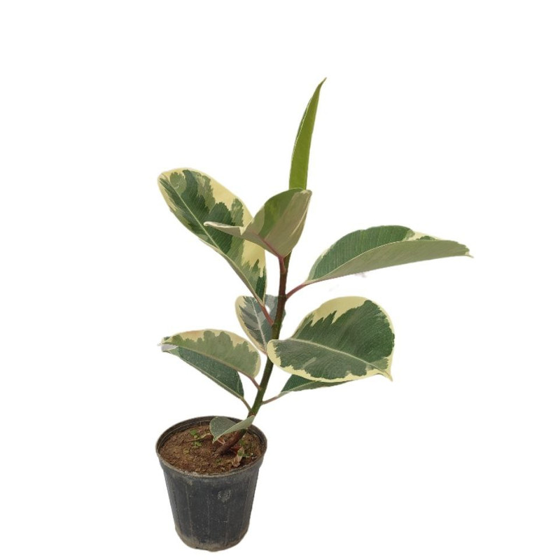 گیاه طبیعی فیکوس ابلق یاقوتی مدل 014