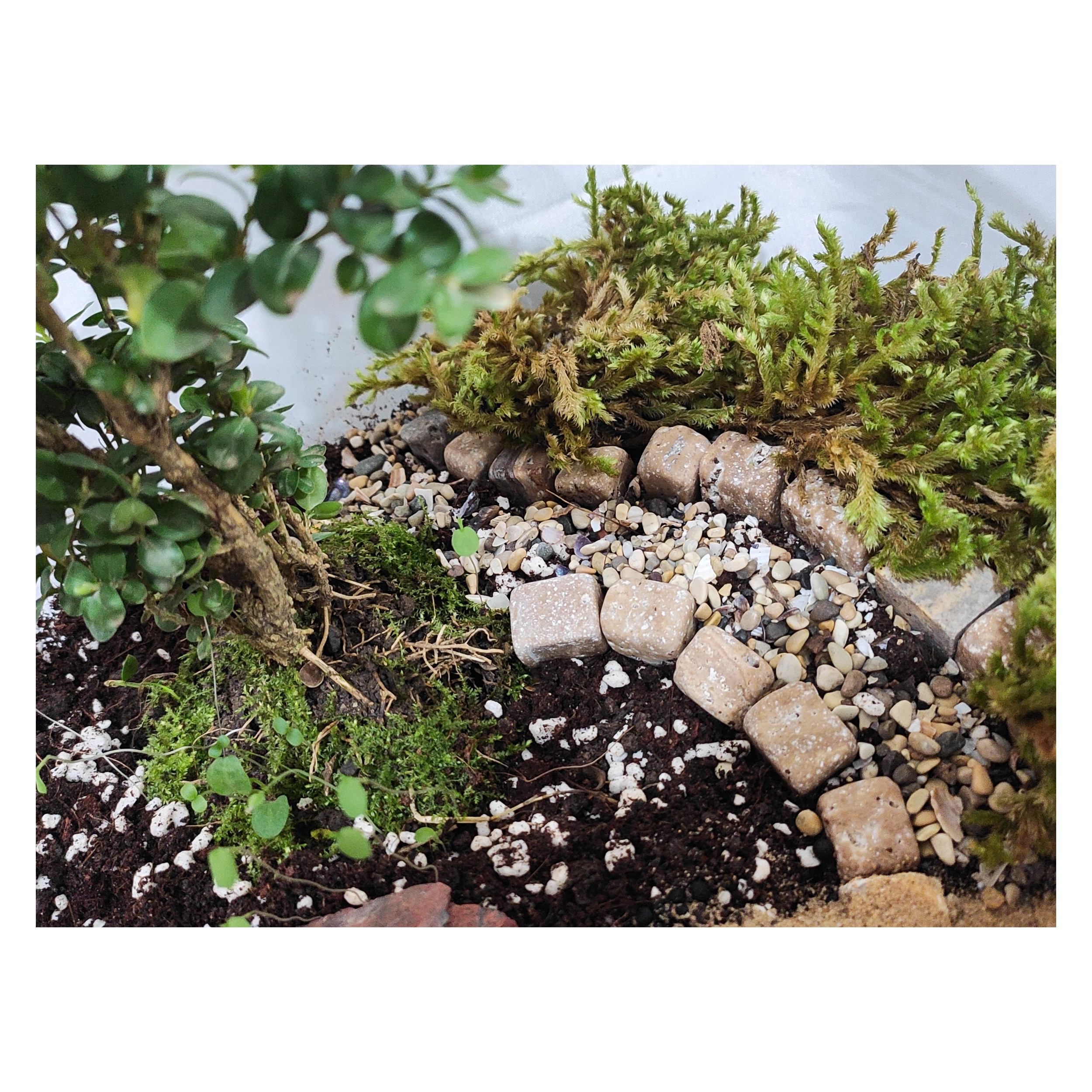 تراریوم گیاه طبیعی کد Kore-sml28