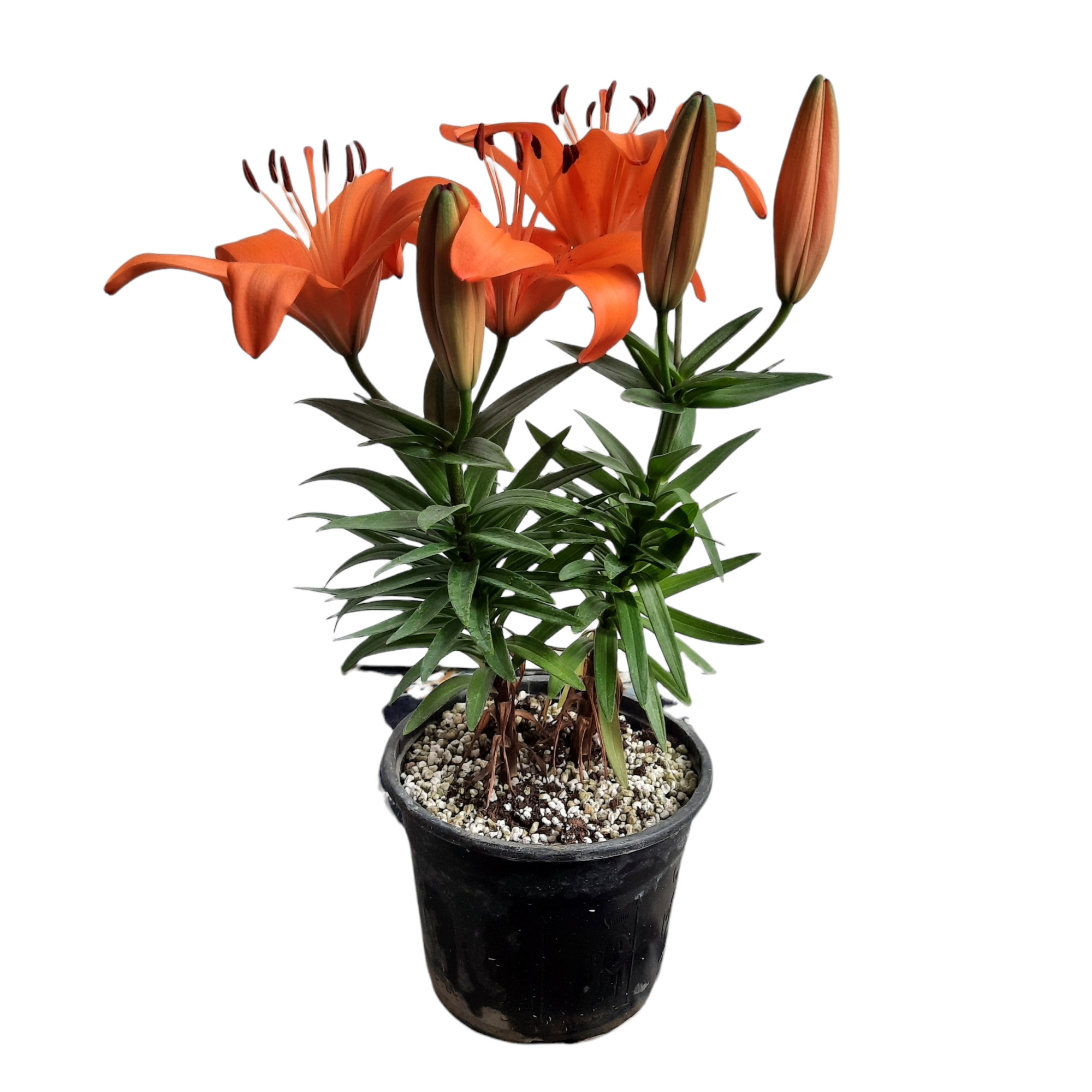 گیاه طبیعی لیلیوم کد 20 گیاه طبیعی لیلیوم کد 20