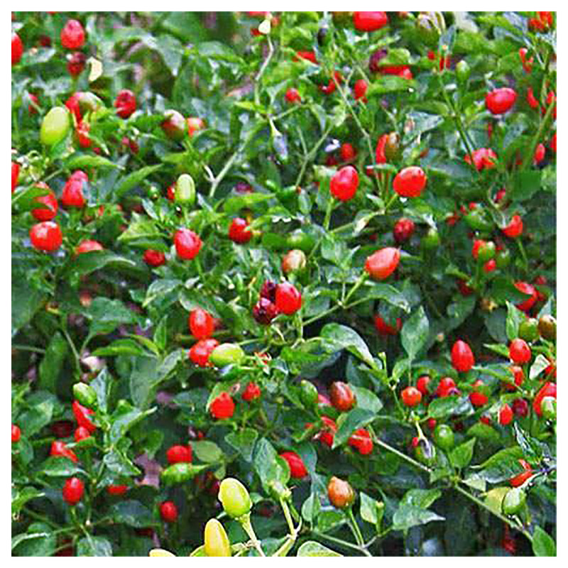 بذر فلفل بند انگشتی آذر سبزینه مدل F116 بذر فلفل بند انگشتی آذر سبزینه مدل F116