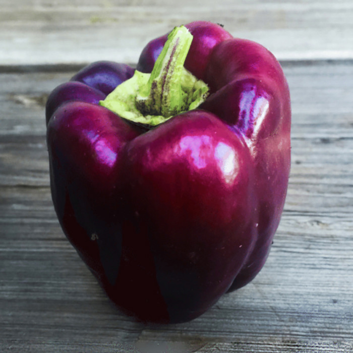 بذر فلفل دلمه ای ارغوانی وانیا سید مدل F17