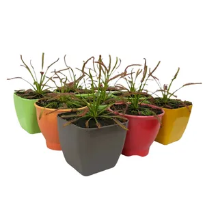 گیاه طبیعی دروزرا کپنسیس مدل Cap09 مجموعه 9 عددی