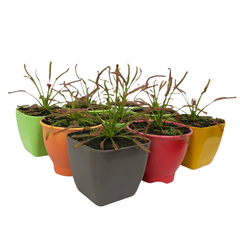 گیاه طبیعی دروزرا کپنسیس مدل Cap09 مجموعه 9 عددی