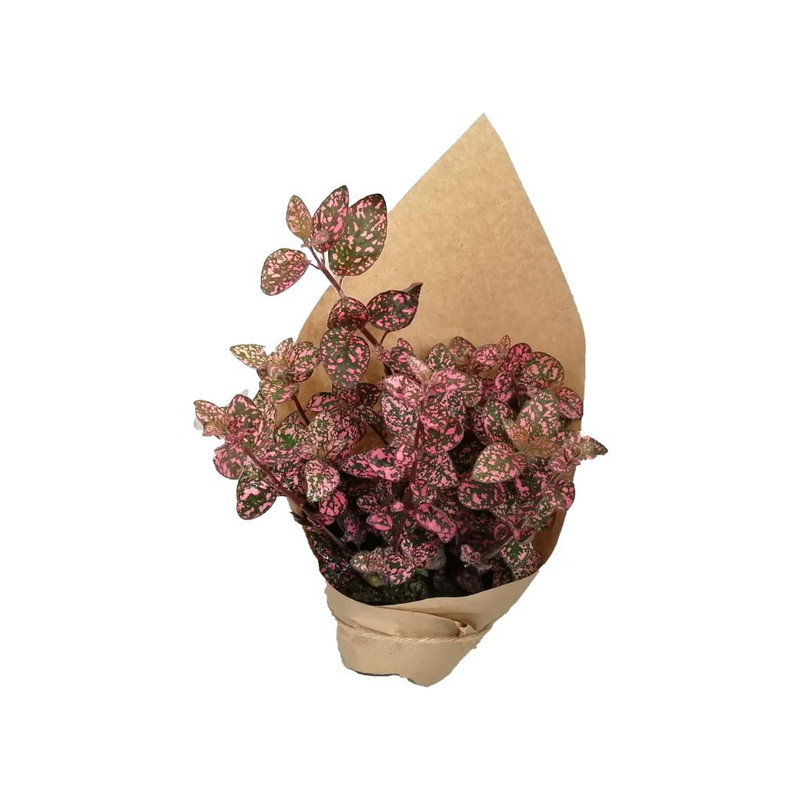 گیاه طبیعی گل سنگ صورتی کد gs16