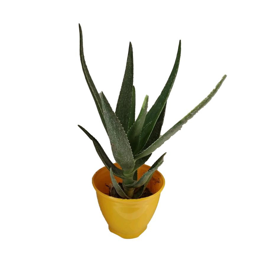 گیاه طبیعی آلوئه کد jp03