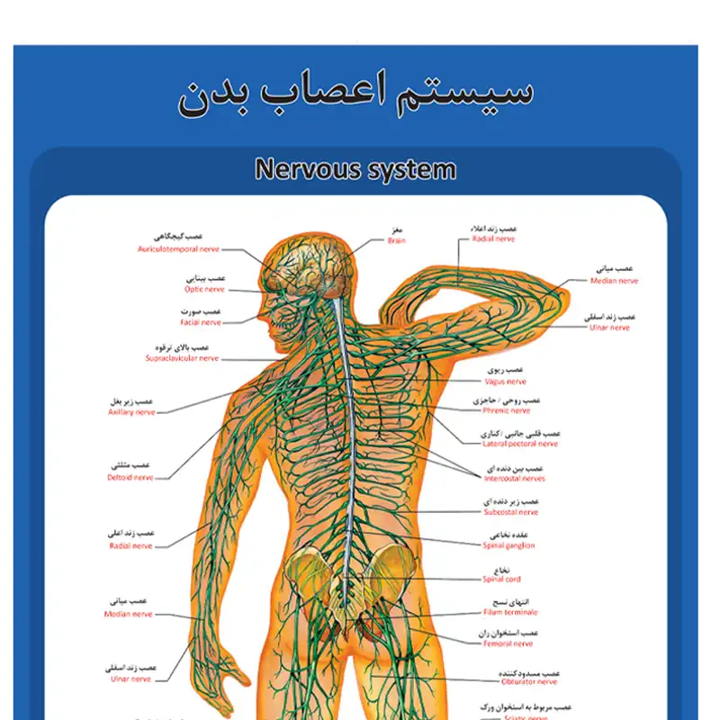 پوستر آموزشی طرح آناتومی ساختار اعصاب