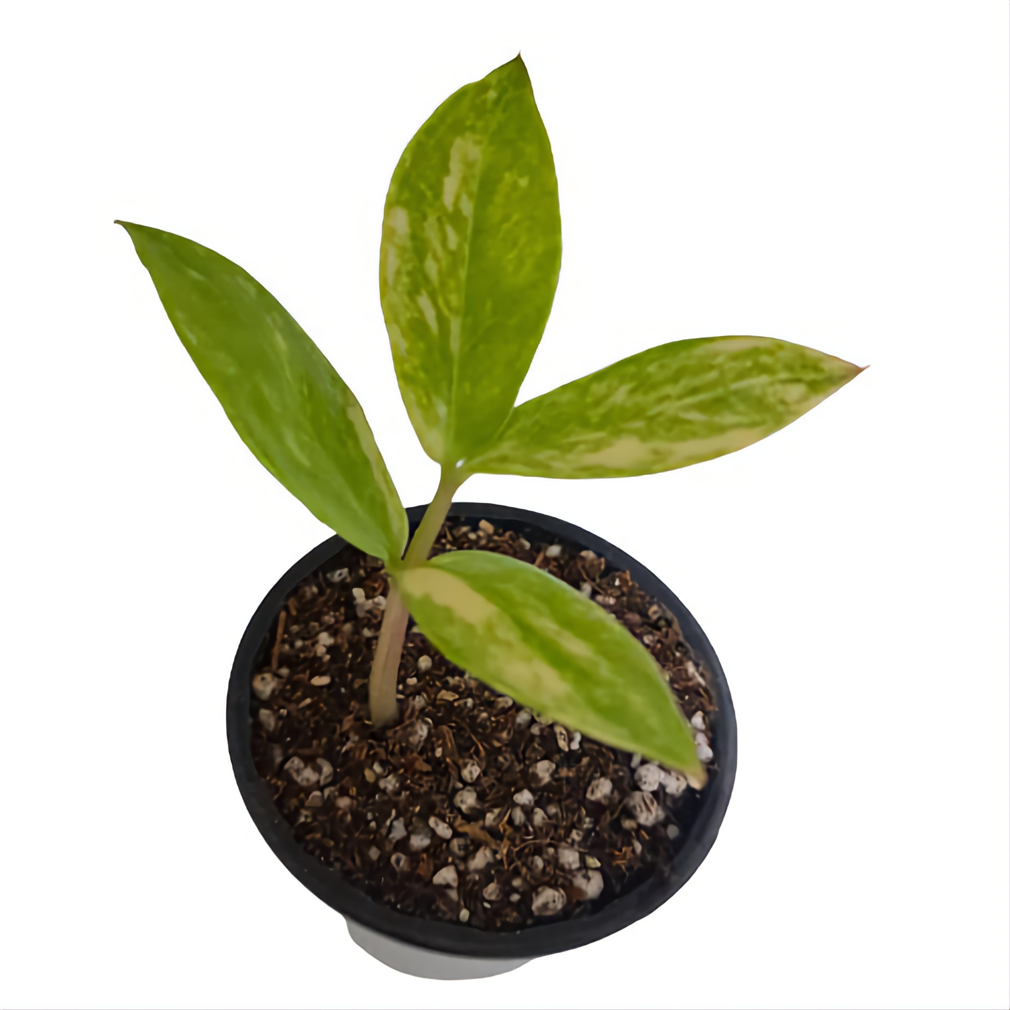 گیاه طبیعی زاموفیلیا مدل  ابلق خامه ای 4 برگی